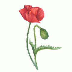Red common poppy flower with leaves (Papaver rhoeas, corn poppy). Floral botanical greeting card. Hand drawn watercolor painting illustration isolated on white background.