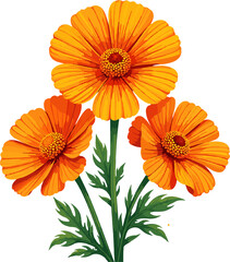 Three orange marigold flowers in a botanical composition on a white background
