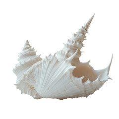 Obraz premium Intricate, spiky, white seashell against dark background