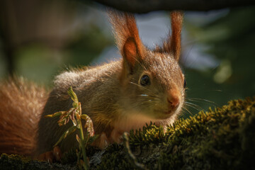 Eichhörnchen schaut neugierig aus dem Baum