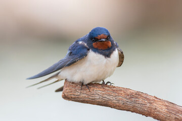 Barn Swallow standing on branch