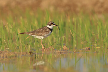 Common Ringed Plover, which feeds in water