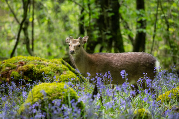 Graceful Forest Deer Among Purple Bluebells in Morning Light, Ravensdale Forest, Louth, Ireland