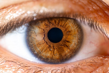 Female Brown Colored Eye With Long Lashes Close Up. Structural Anatomy. Human Iris Macro Detail.