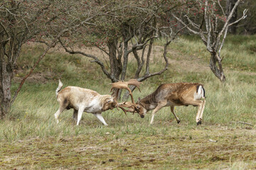 Two beautiful fallow deer are fighting in the rutting season, fighting for a female