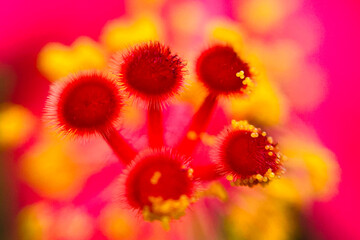 Macro Close-Up of Pollen Grains on Flower Stamen – High Detail Nature Texture, High Magnification...