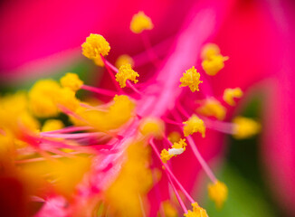 Fototapeta premium Extreme Macro Shot of Pollen Grains on Flower Anther – Botanical Detail