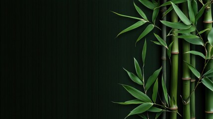 Close-up of a bamboo plant with long, slender leaves. the leaves are a vibrant green color and are arranged in a vertical line on the right side of the image.
