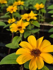 yellow flower in the garden