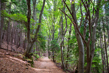 Footpath in a dense green forest . Vitosha Mountain 