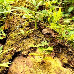 moss on the tree