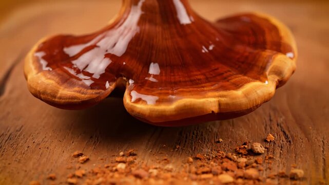 Ganoderma Lucidum Mushroom and Powder on Wooden Surface