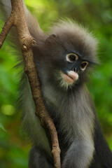 Selective focus on eye. Dusky leaf monkey Spectacled Langur in Thailand