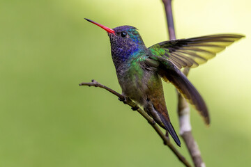 White-chinned Sapphire (Chlorestes cyanus)