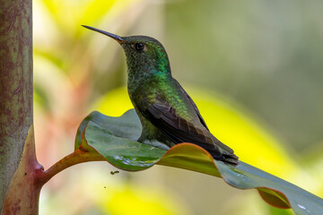 hummingbird resting in a leaf