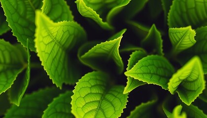 Vibrant green leaves, close-up detail of healthy plant, environmental, fresh