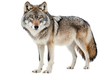 A full body shot of a wolf standing on a transparent background