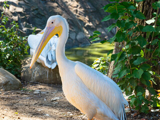 Graceful pelican stands near a pond in lush green park surroundings