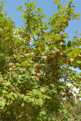 red apple tree