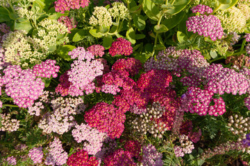 pink and purple flowers