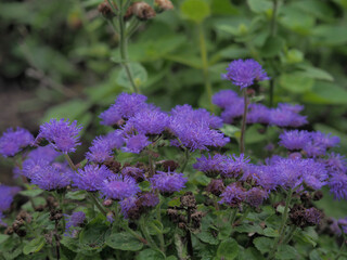 purple flowers in the garden