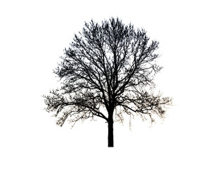 Fototapeta premium tree silhouette isolated on white