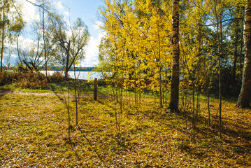 Autumn landscape of the mountains with beautyfully colored forest, ever green pine trees and a stormy sky