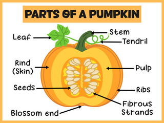 Parts of a Pumpkin labeling diagram poster for kids