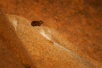 Rock Hyrax - Procavia capensis also dassie, Cape hyrax, rock rabbit and coney, medium-sized terrestrial mammal native to Africa and the Middle East, animal on the red rocks in Spitzkoppe in Namibia