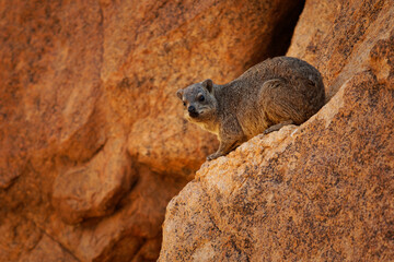 Rock Hyrax - Procavia capensis also dassie, Cape hyrax, rock rabbit and coney, medium-sized terrestrial mammal native to Africa and the Middle East, animal on the red rocks in Spitzkoppe in Namibia