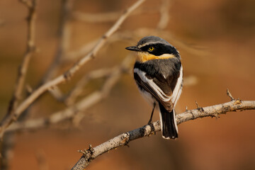 Obraz premium Pririt batis (Batis pririt) also Pririt puff-back flycatcher or pririt puffback, small passerine small stout insect-eating bird resident in Southern Africa and southwestern Angola