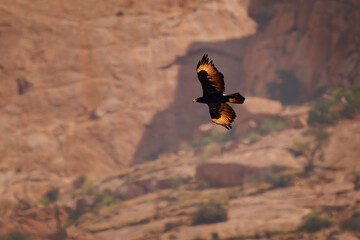 Verreaux's eagle or Black eagle, Aquila verreauxii large African bird of prey, lives in hilly and...