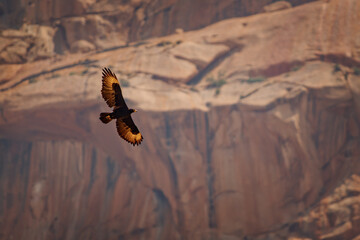 Verreaux's eagle or Black eagle, Aquila verreauxii large African bird of prey, lives in hilly and mountainous regions of southern and eastern Africa, specialized for prey species, the rock hyraxes