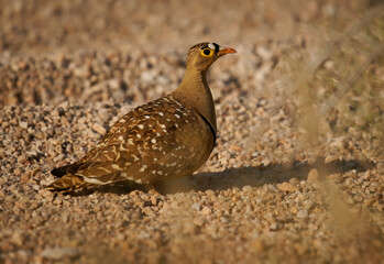 Double-banded Sandgrouse Pterocles bicinctus predominantly terrestrial or ground-dwelling bird in Pteroclidae, found in arid parts of southern Africa, male or female on the desert ground
