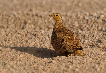 Double-banded Sandgrouse Pterocles bicinctus predominantly terrestrial or ground-dwelling bird in Pteroclidae, found in arid parts of southern Africa, male or female on the desert ground