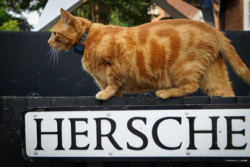 Ginger cat with green eyes wearing a black collar walking outdoors.