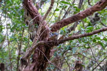 Fototapeta premium Male Madeira chaffinch (Fringilla maderensis) bird in a tree