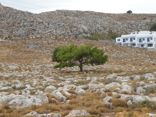 drzewo na pustyni kamiennej © Jarosaw