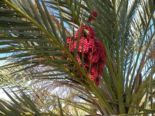 palma daktylowa © Jarosaw