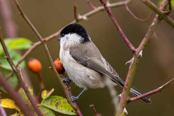 Willow Tit Sitting On Dog Rose Bush