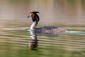 Great Crested Grebe Bird