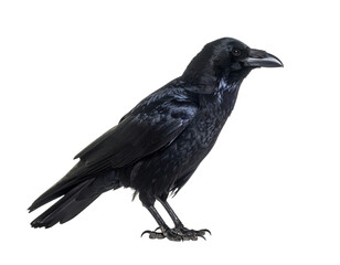 Fototapeta premium raven on white background