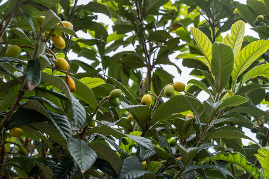 Green, unripe fruits of loquat (Eriobotrya japonica)