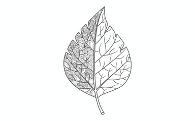 Detailed Leaf Illustration drawing botanical nature stippling veins black and white graphic design art artwork pattern texture plant