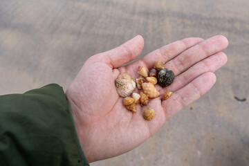 Close-up of a hand holding a collection of small tropical seashells found on the beach