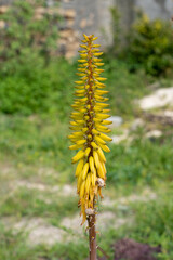 Aloe Vera yellow flower Growing Outdoors in a Garden
