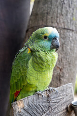 Obraz premium Blue-fronted amazon (Amazona aestiva) parrot chained in zoo