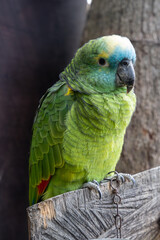 Blue-fronted amazon (Amazona aestiva) parrot chained in zoo