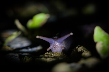 Large bluish slug crawling at night, close-up detail. Nature of Czech republic.