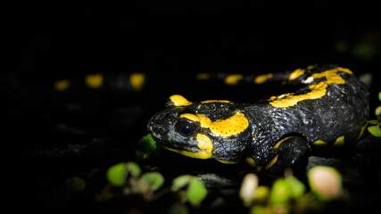 Fire Salamander (Salamandra salamandra) close-up at night – common in the Czech Republic